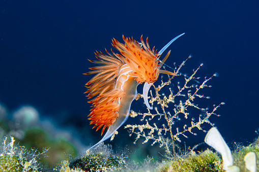 A nudibranch during feeding in Gökova gulf in Turkey