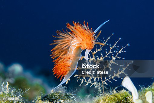 istock Red Nudibranch 1441188150
