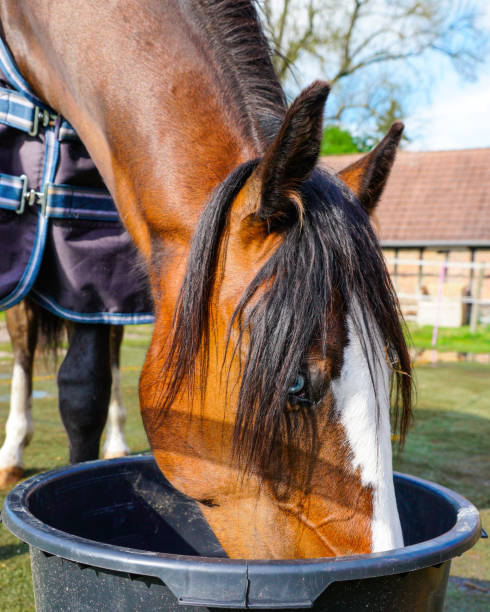 istock Brown horse drinking water from a pale in the barn 1441188235