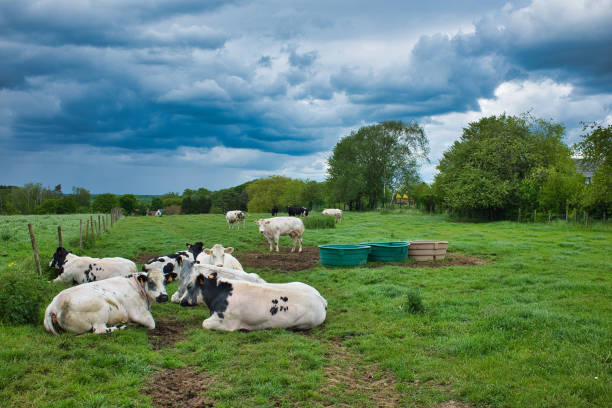 istock Herd of lying cows on a field under a cloudy sk 1441188300