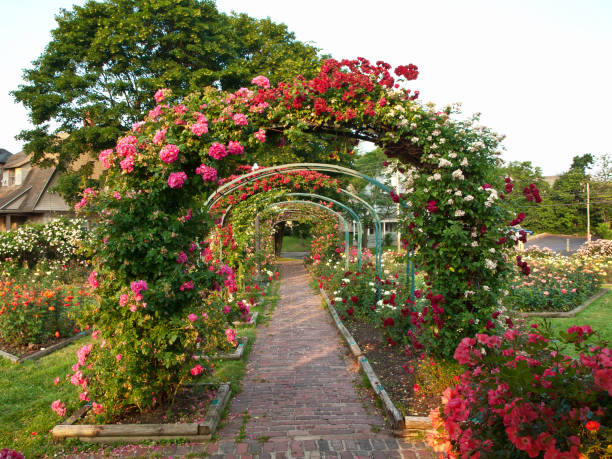 istock rose garden in the springtime 1441188409