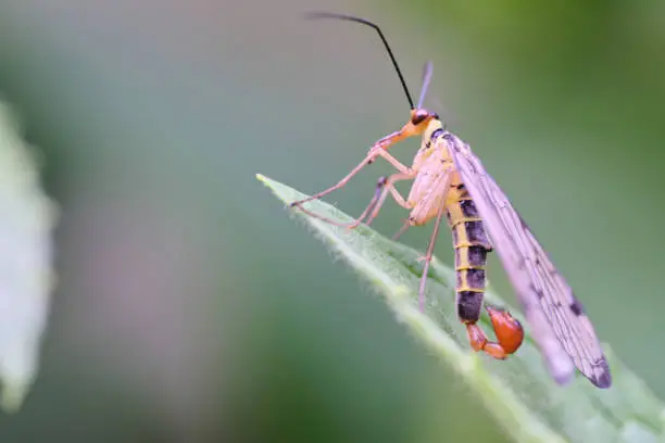 Photo of Macro of common scorpionfly (Panorpa communis) on leaf