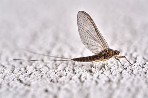 The macro of minnow mayfly (siphlonuridae) on wall