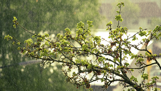 A closeup shot of a beautiful tree on a rainy day