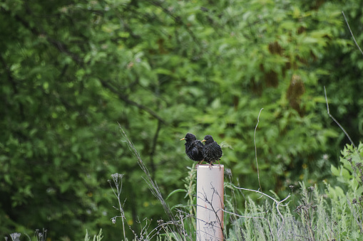 A selective focus of Aplonis starlings perching on a wooden post in the countryside
