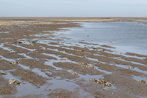 Plow furrows and traces of the peat extraction of the medieval cultivated land become visible at low tide in the mudflats off Hallig Hooge.
