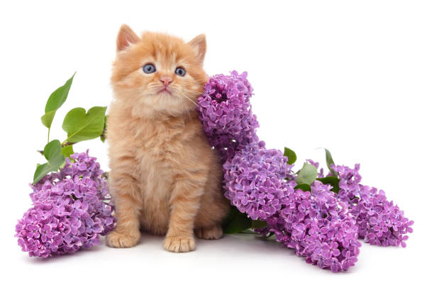 istock Kitten and purple lilac. 1441188853