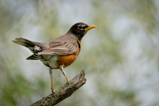 istock Selective focus shot of a thrush perched on a branch 1441189084