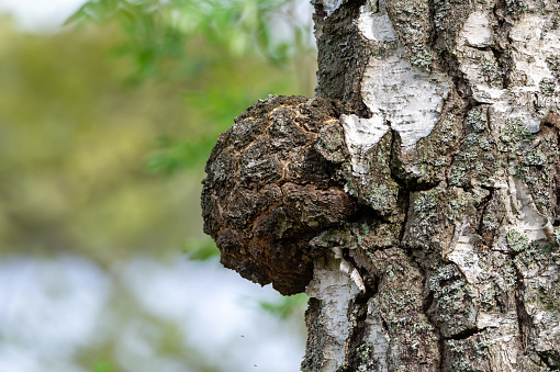 Chaga (Inonotus obliquus) is a fungus, a parasite, on birch trees. The mushroom can be boiled or dried and used as a health food.