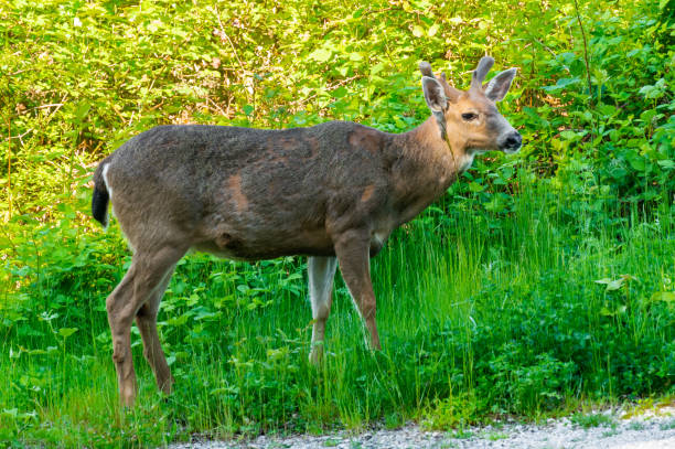 istock Beautiful deer grazing in a field 1441189699