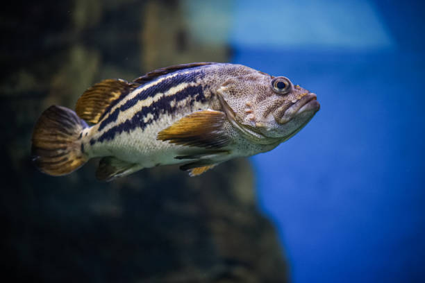 Selective focus shot of an exotic fish swimming underwater