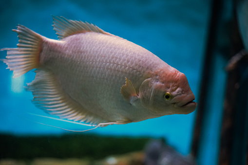 A closeup shot of a Kissing gourami fish swimming in the aquarium