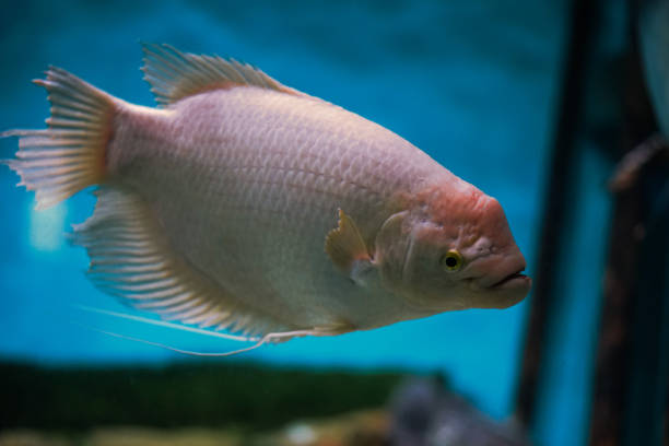 Closeup shot of a Kissing gourami fish swimming in the aquarium A closeup shot of a Kissing gourami fish swimming in the aquarium kissing fish stock pictures, royalty-free photos & images