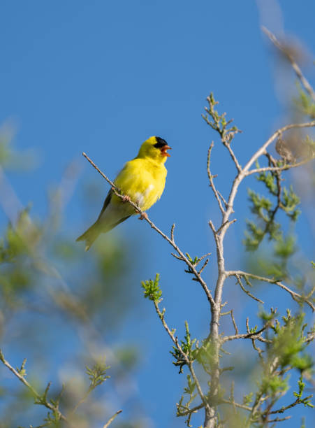 istock Vertical shot of a goldfinch perched on a branch 1441189849