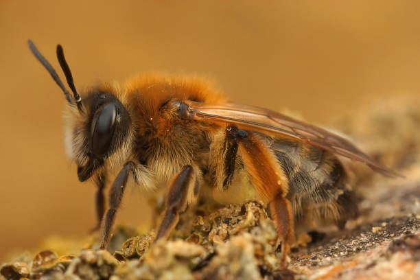 istock Selective focus shot of grey-gastered mining bee ( Andrena Tibialis) 1441189939