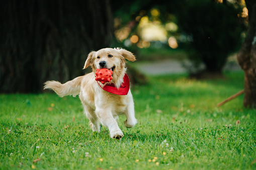 An adorable Golden Retriever with a red bandana playing in a park with a blurry background