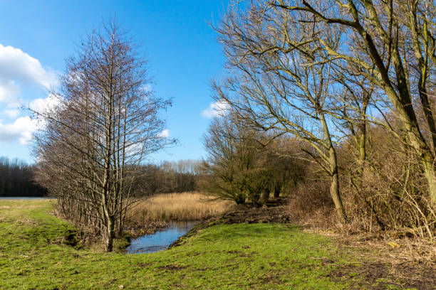 istock Bare trees in the field against the blue sky 1441190070