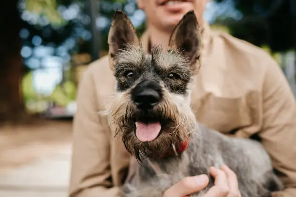 An adult person hugging an adorable miniature schnauzer in a park with a blurry background