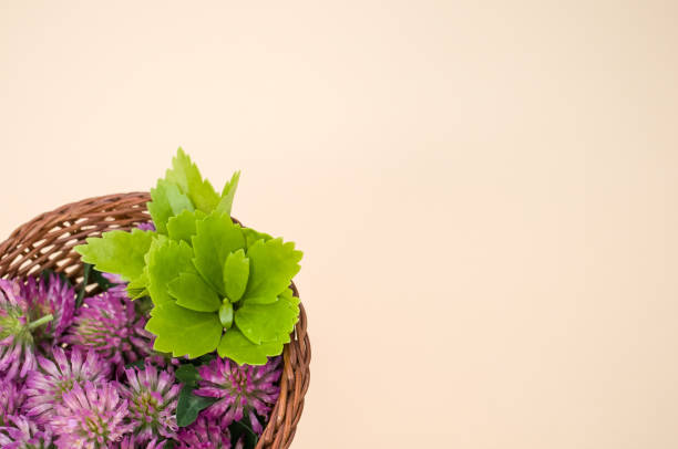 istock High angle shot of red clovers in a basket on a beige surface with space for text 1441190419