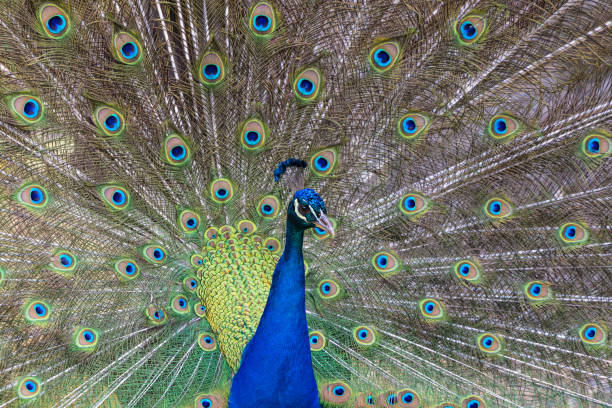 istock Beautiful peacock in courtship 1441190438