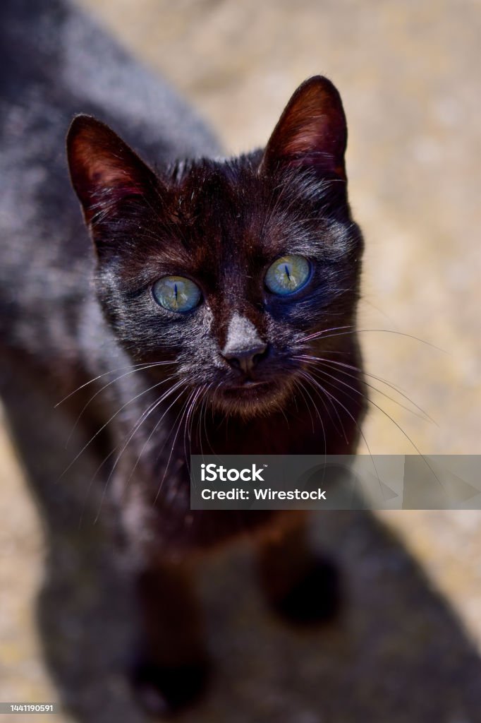 Tận hưởng hình ảnh con mèo đen siêu dễ thương qua bức ảnh chụp siêu sắc nét. Hình ảnh chú mèo đen đáng yêu này sẽ mang đến cho bạn niềm vui và tình yêu dành cho các loài vật!