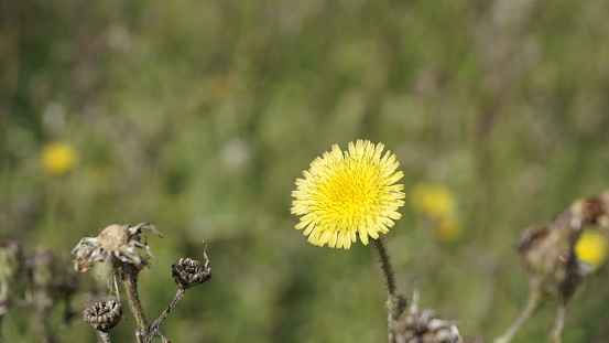 Sonchus asper also known as Spiny sowthistle, Rough milk thistle etc. Beautiful yellow flower from wild plant with natural background.