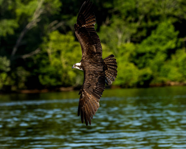 istock Sea eagle flying over the sea and making a splash with wings 1441190632