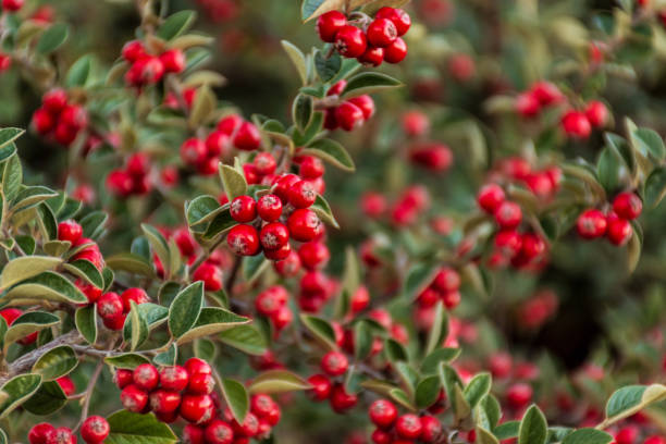 Closeup shot of red cotoneaster berries A closeup shot of red cotoneaster berries cotoneaster stock pictures, royalty-free photos & images