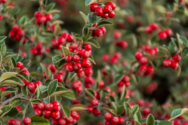 A closeup shot of red cotoneaster berries