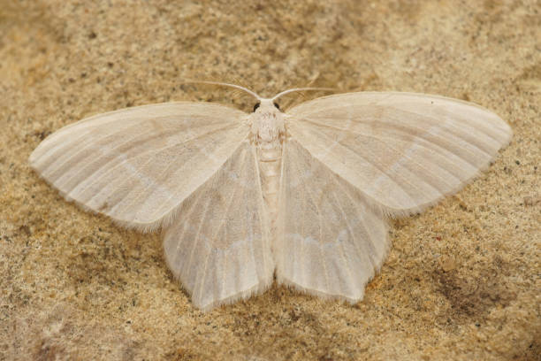 istock Closeup shot of a pale emerald silver-lines moth on a brown sandy surface 1441190726