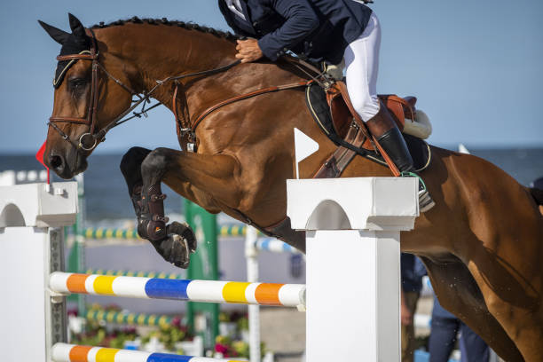 springreiten, reitsport, springreiten themenfoto. - horse show jumping jumping performance stock-fotos und bilder