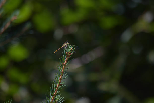 A selective focus shot of a dragonfly resting on a branch