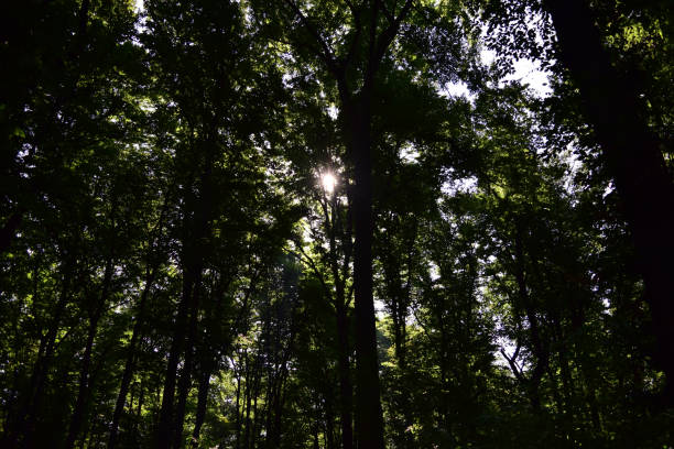 istock Beautiful view of tree trunks in a dense forest in the sunlight 1441190997