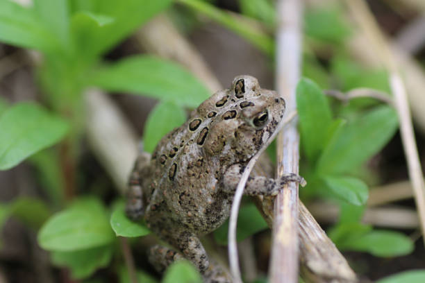 istock Closeup shot of an American toad in a forest 1441191020
