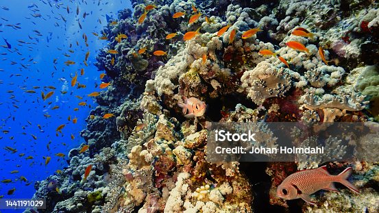 istock Life at the coral reef 1441191029