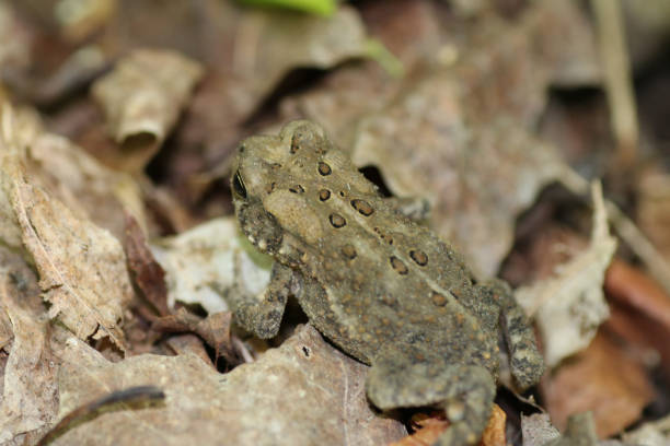 istock Closeup shot of an American toad in a forest 1441191033