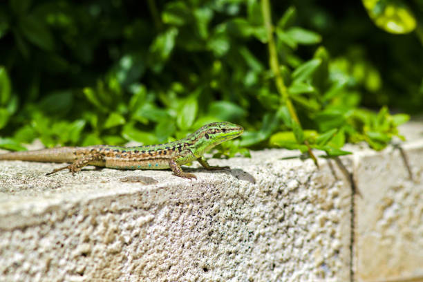 istock Closeup shot of a green lizard on a border 1441191546
