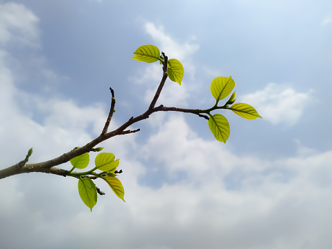 A closeup shot of a tree branch with young leaves and the sky in the background