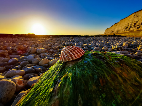 A closeup shot of a seashell on moss surrounded by pebbles