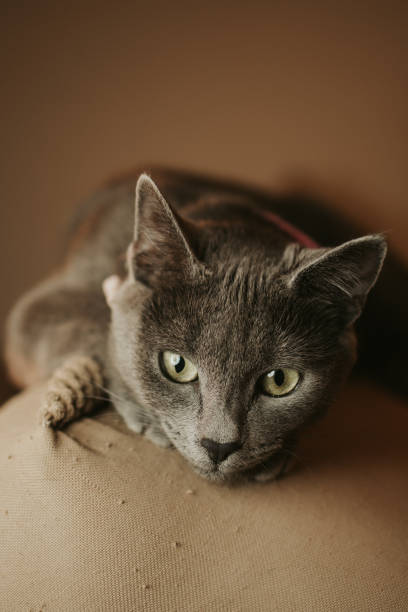 istock Vertical shot of a cute grey cat laying down on the sofa 1441192061