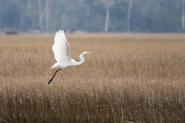 Photo of Selective focus of a great egret flying over dried grass in a wetland