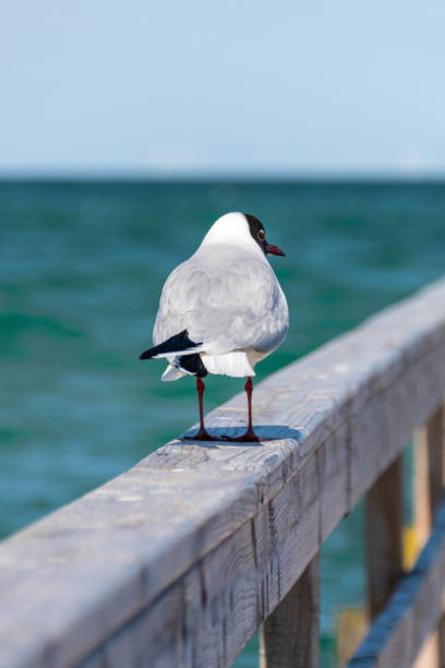 istock Black-headed seagull walking on a wooden handrail 1441192178