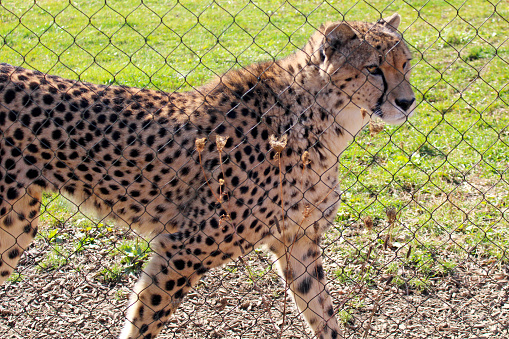 Cheetah pacing by the fence