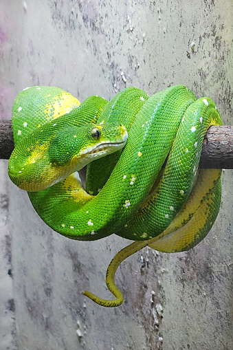 Green tree python at the Zoo, non venomous - coiled around a tree branch in its habitat