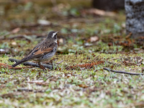istock Closeup shot of a Dusky Thrush on the grass 1441192927