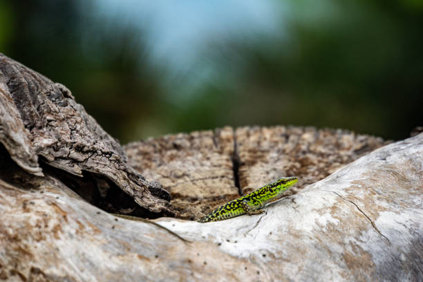 istock Closeup shot of a green lizard on a stone 1441192941