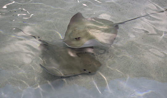Sting Rays in a shallow pool of water
