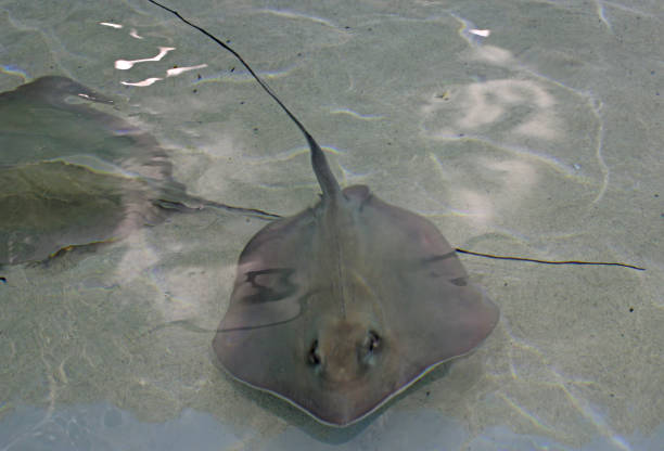istock Sting Rays in a shallow pool of water 1441192985