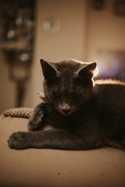 снимок крупным планом черной домашней бомбейской кошки, лежащей - domestic cat gray kitten paw стоковые фото и изображения