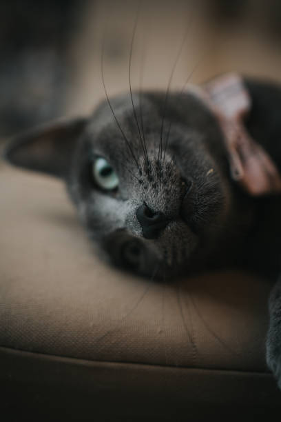 close up de um gato doméstico preto de bombaim deitado - domestic cat gray kitten paw - fotografias e filmes do acervo